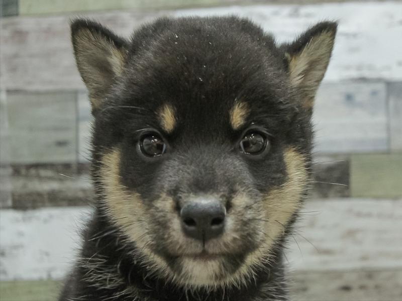 福岡県の柴犬(標準サイズ) (ワンラブ福岡総本店/2024年9月14日生まれ/男の子/黒)の子犬