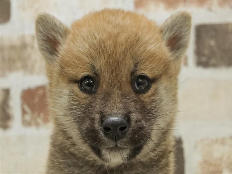 愛知県の柴犬(標準サイズ) (ワンラブMEGAﾄﾞﾝ･ｷﾎｰﾃ ｸﾗｽﾎﾟ蒲郡店/2024年9月12日生まれ/女の子/赤)の子犬