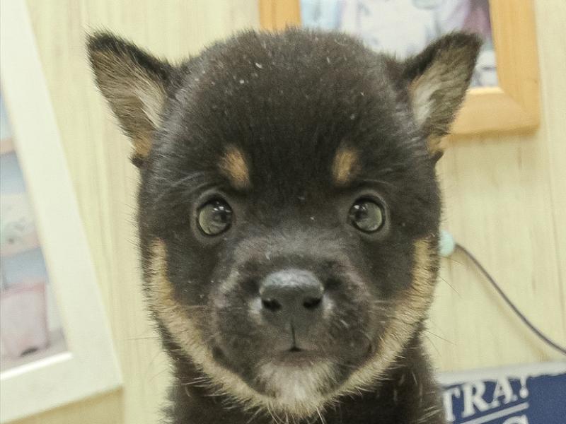 奈良県の豆柴 (ワンラブミ・ナーラ奈良店/2024年9月14日生まれ/男の子/黒)の子犬