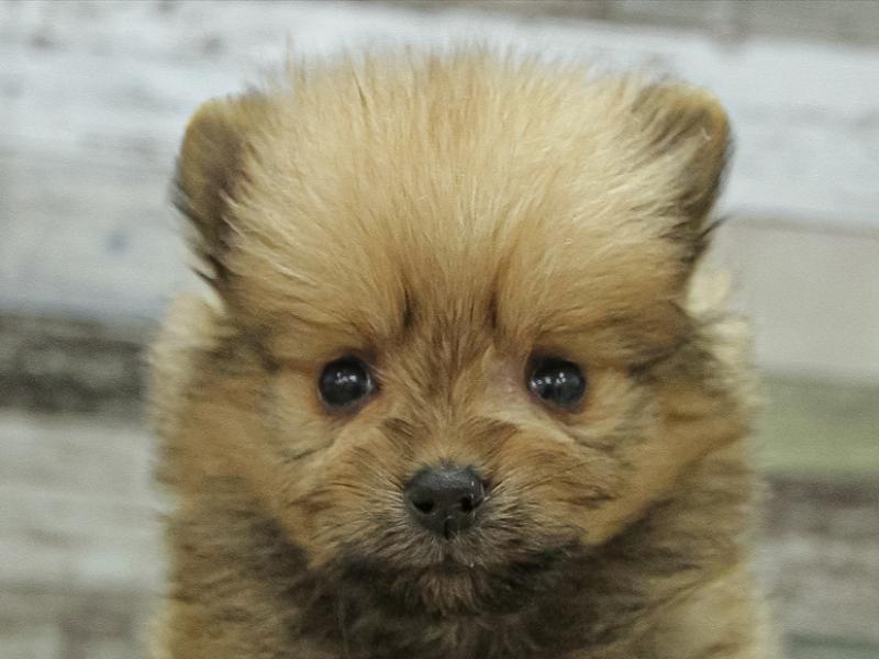 福岡県のポメラニアン (ワンラブ福岡総本店/2024年9月21日生まれ/女の子/オレンジ)の子犬