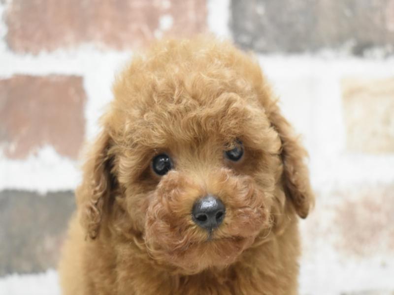 愛知県のトイプードル(トイ) (ワンラブNEW・CROSSTOWN店/2024年9月22日生まれ/男の子/レッド)の子犬