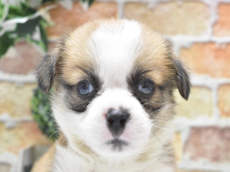 愛知県のハーフ犬・ミックス犬 (ワンラブ名古屋守山インター総本店/2024年9月23日生まれ/男の子/セーブルホワイト)の子犬