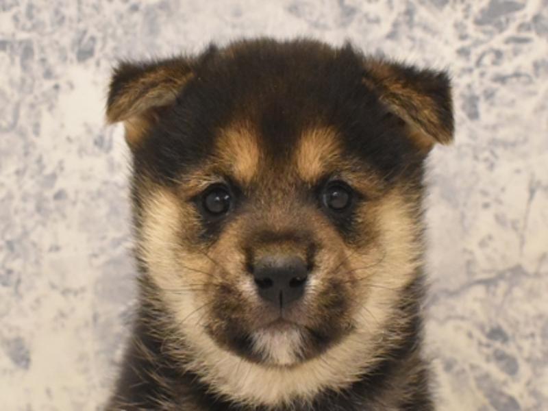 神奈川県の柴犬(標準サイズ) (ワンラブカインズ三浦店/2024年9月30日生まれ/男の子/黒)の子犬