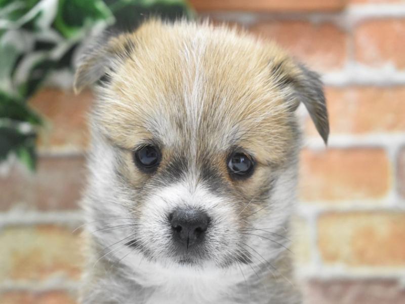 埼玉県のハーフ犬・ミックス犬 (ワンラブアリオ川口店/2024年9月30日生まれ/男の子/赤)の子犬