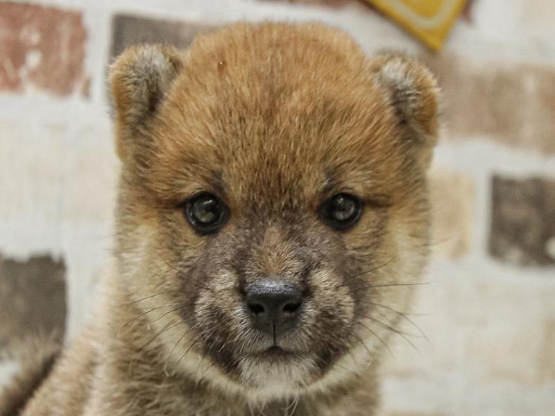 兵庫県の柴犬(標準サイズ) (ワンラブブルメール舞多聞店/2024年10月12日生まれ/男の子/赤)の子犬