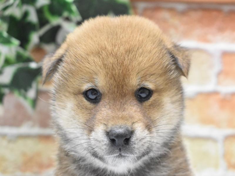 滋賀県の柴犬(標準サイズ) (ワンラブピエリ守山店/2024年10月15日生まれ/女の子/赤)の子犬