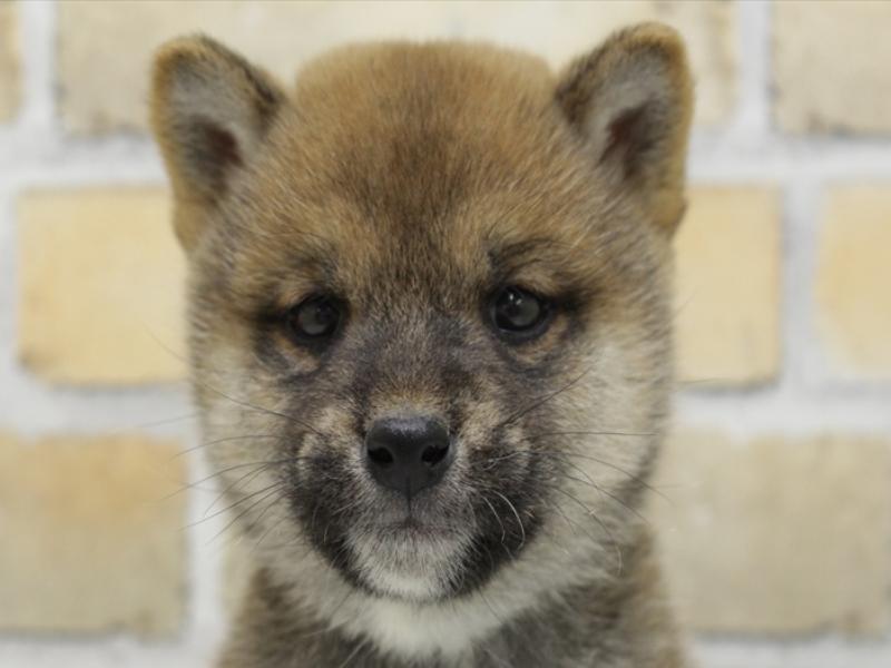 福岡県の柴犬(標準サイズ) (ワンラブゆめタウン博多店/2024年10月13日生まれ/男の子/赤)の子犬