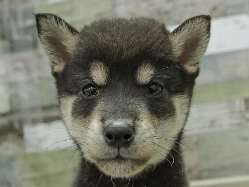 山梨県の豆柴 (ワンラブイオンタウン山梨中央店/2024年10月20日生まれ/男の子/黒)の子犬