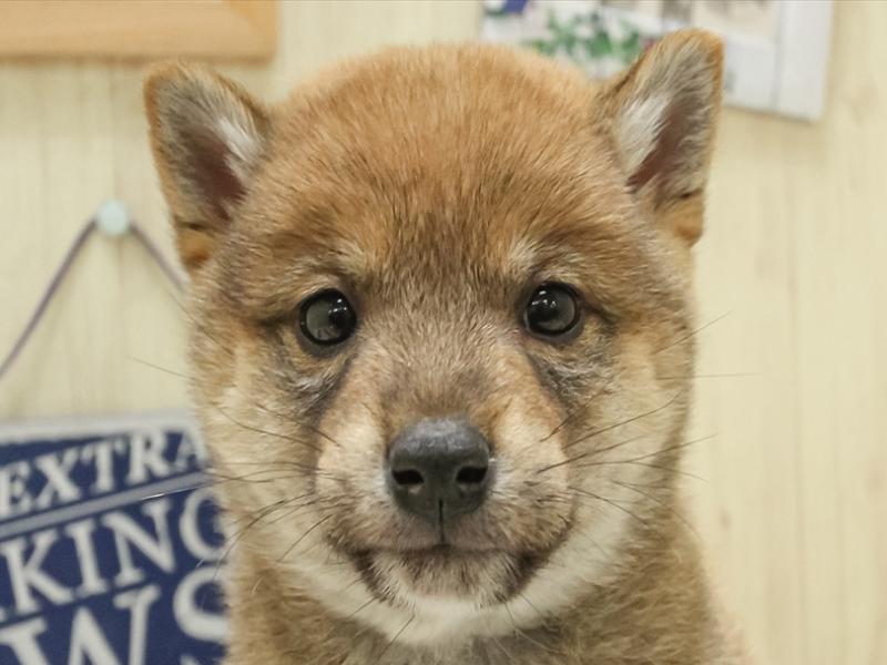 静岡県の柴犬(標準サイズ) (ワンラブカインズ沼津店/2024年11月16日生まれ/男の子/赤)の子犬