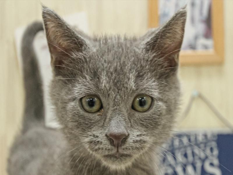 鹿児島県のシャルトリュー (ワンラブニシムタ N'sCITY谷山店/2024年11月20日生まれ/男の子/ブルー)の子猫