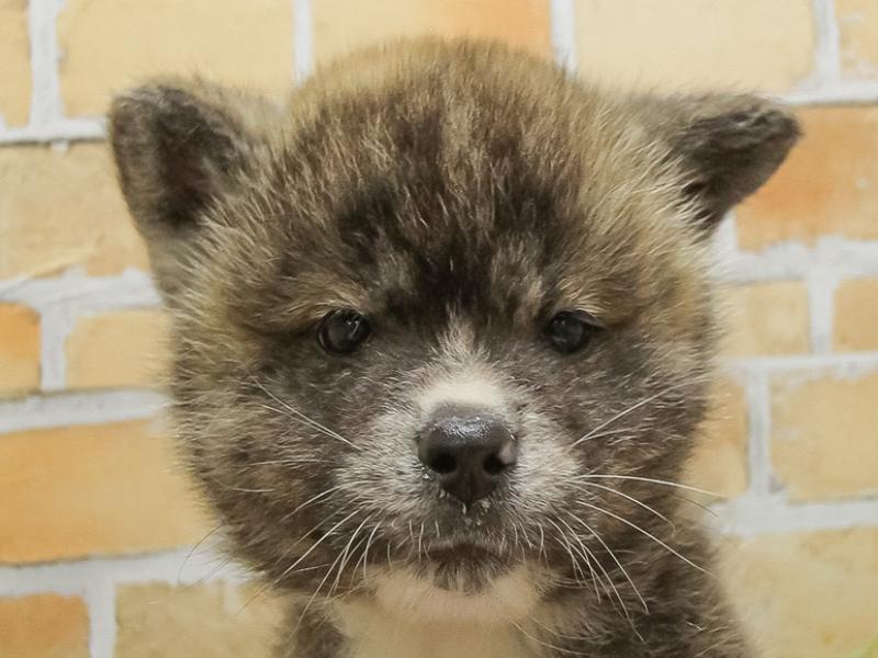 愛知県の秋田犬 (ワンラブ豊橋豊川線通り店/2024年11月23日生まれ/男の子/虎)の子犬