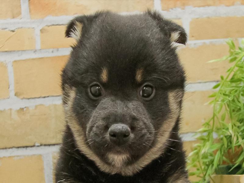 静岡県の柴犬(標準サイズ) (ワンラブカインズ浜松雄踏店/2024年11月23日生まれ/男の子/黒)の子犬