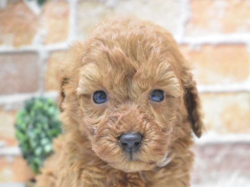 奈良県のタイニープードル (ワンラブミ・ナーラ奈良店/2024年11月30日生まれ/男の子/レッド)の子犬