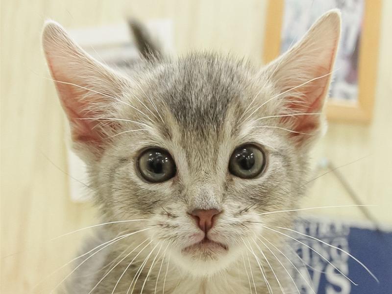 愛知県のアビシニアン (ワンラブニャンラブ名古屋本店（猫専門店）/2024年12月7日生まれ/女の子/ブルー)の子猫