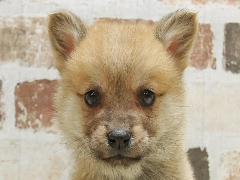 愛知県のﾁｬｳｺｰｷﾞｰ【ﾁｬｳﾁｬｳ×ｺｰｷﾞｰ】 (ワンラブペッツビレッジ アピタ刈谷店(FC)/2024年12月21日生まれ/男の子/レッド)の子犬