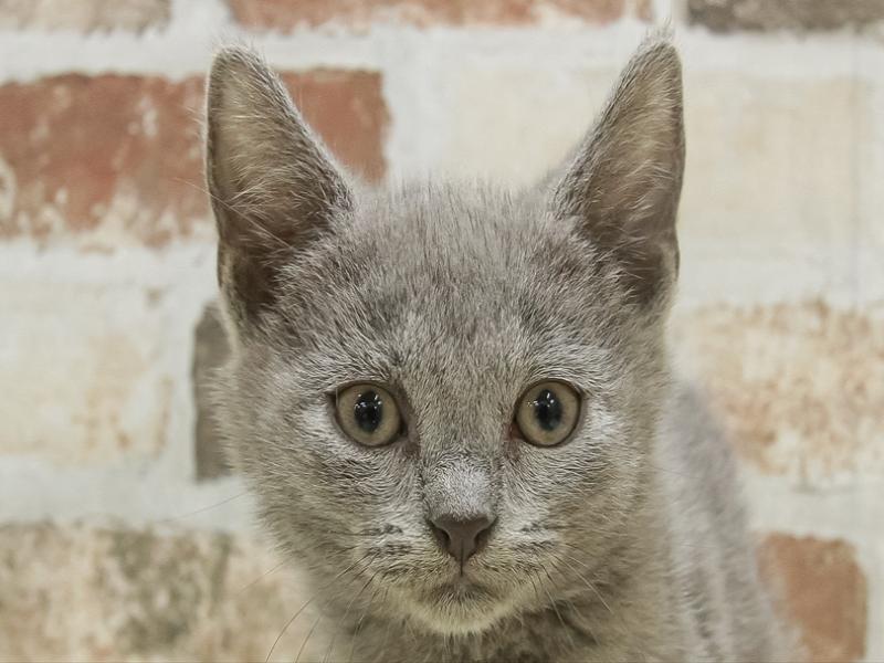 福岡県のシャルトリュー (ワンラブ福岡総本店/2024年12月20日生まれ/男の子/ブルー)の子猫