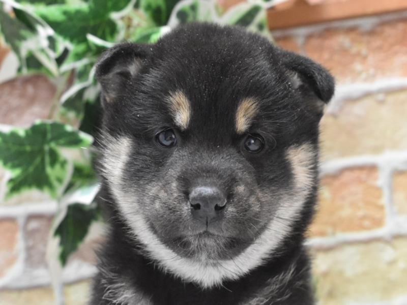 愛知県の柴犬(標準サイズ) (ワンラブ名古屋守山インター総本店/2024年12月24日生まれ/女の子/黒)の子犬