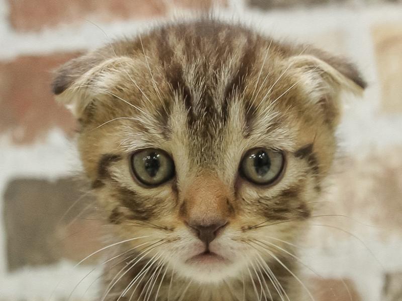 愛知県のスコティッシュフォールド (ワンラブららぽーと愛知東郷店/2024年12月28日生まれ/男の子/ブラウンタビー)の子猫