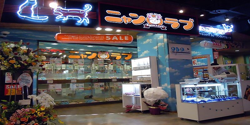 ワンラブニャンラブ名古屋本店（猫専門店）の店舗写真